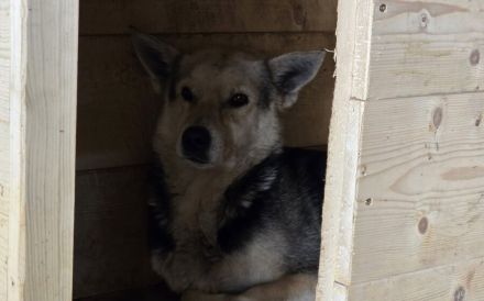 Großes Herz für Lupina gesucht