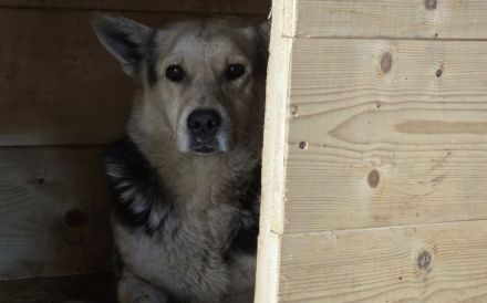 Großes Herz für Lupina gesucht