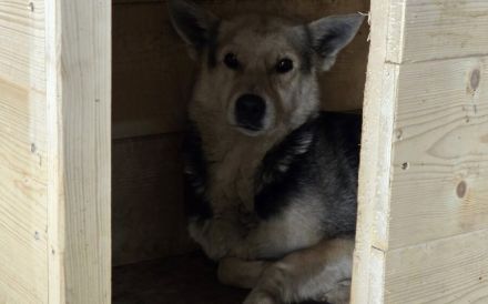 Großes Herz für Lupina gesucht