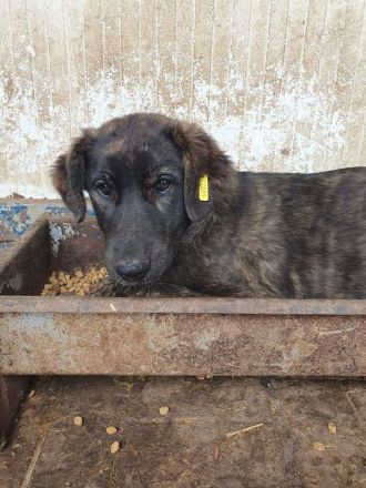 Melissa, aufgeschlossene, menschenbezogene Hündin,  ca. 7 Monate, 46 cm (wachsend)