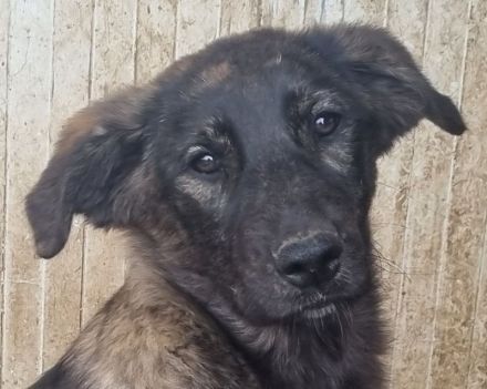 Melissa, aufgeschlossene, menschenbezogene Hündin,  ca. 7 Monate, 46 cm (wachsend)