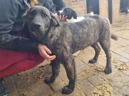 Melissa, aufgeschlossene, menschenbezogene Hündin,  ca. 7 Monate, 46 cm (wachsend)