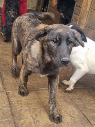 Melissa, aufgeschlossene, menschenbezogene Hündin,  ca. 7 Monate, 46 cm (wachsend)