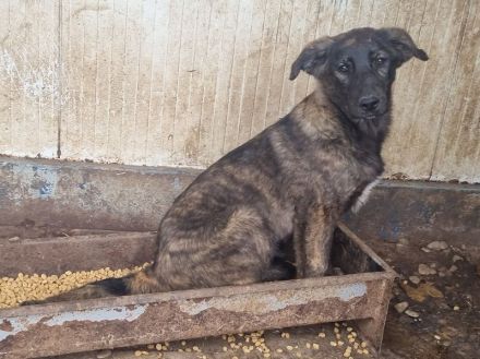 Melissa, aufgeschlossene, menschenbezogene Hündin,  ca. 7 Monate, 46 cm (wachsend)