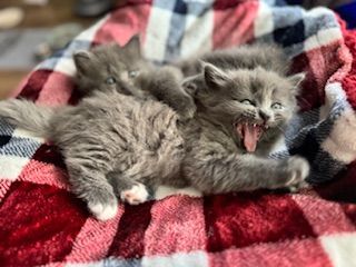 Mix Baby Katzen 😍