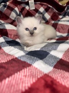 Mix Baby Katzen 😍