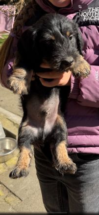 Zwergdackelwelpen inkl. Ahnentafel