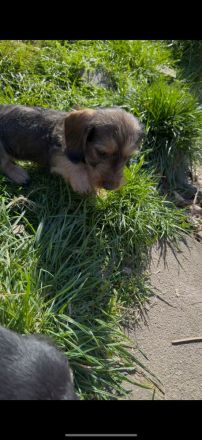 Zwergdackelwelpen inkl. Ahnentafel