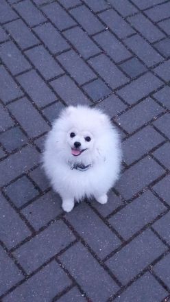 Pomeranian Zwergspitz Rüde