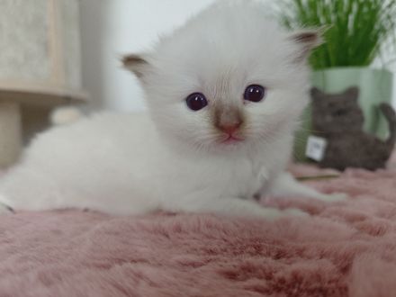 Ragdolls vom Winterfelde