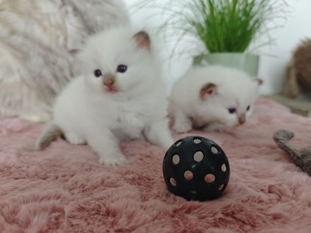 Ragdolls vom Winterfelde