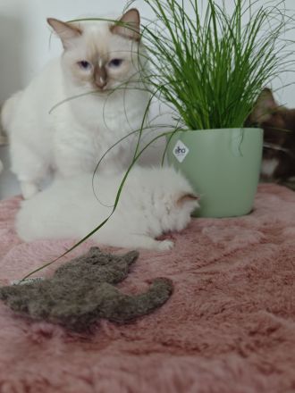 Ragdolls vom Winterfelde