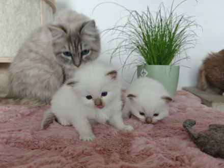 Ragdolls vom Winterfelde