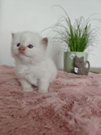 Ragdolls vom Winterfelde