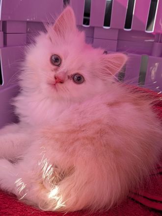 Persischer Langhaarkater