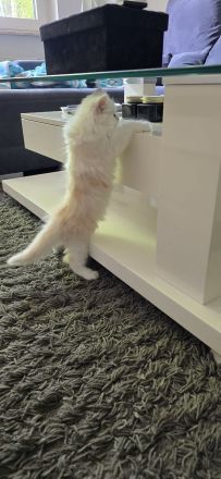 Persischer Langhaarkater