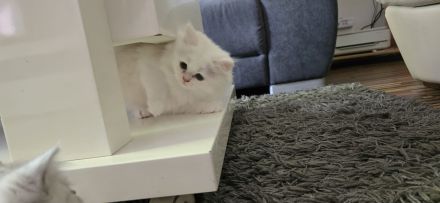 Persischer Langhaarkater