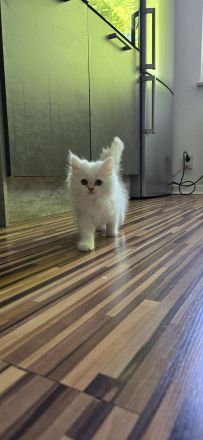 Persischer Langhaarkater