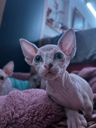 Sphynx Kitten suchen ein liebevolles zuhause