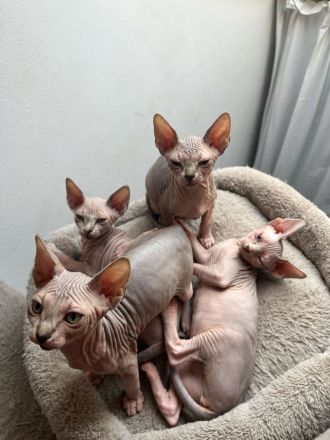 Sphynx Kitten suchen ein liebevolles zuhause