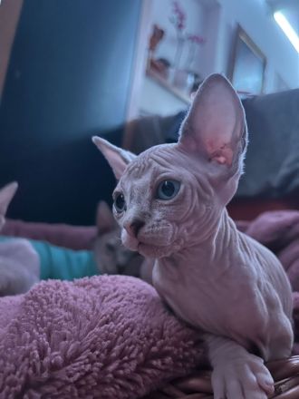 Sphynx Kitten suchen ein liebevolles zuhause
