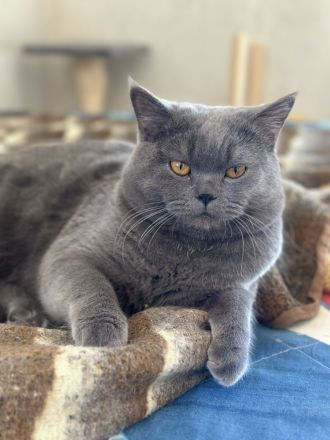 Persisch- Britischer Kater sucht liebevolles Zuhause!!