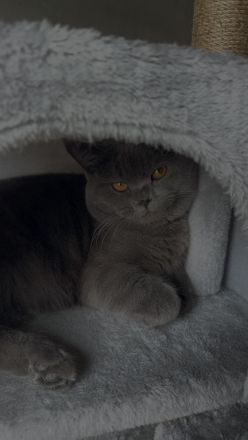 Persisch- Britischer Kater sucht liebevolles Zuhause!!