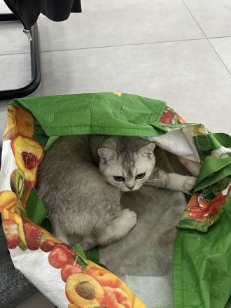 2 Britisch Kurzhaar kitten, einmal 7 und einmal 4 Monate alt.