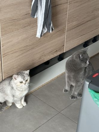 2 Britisch Kurzhaar kitten, einmal 7 und einmal 4 Monate alt.