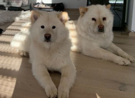Chow-Spitz Rüde in gute Hände abzugeben
