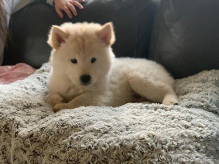 Chow-Spitz Rüde in gute Hände abzugeben