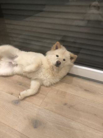 Chow-Spitz Rüde in gute Hände abzugeben