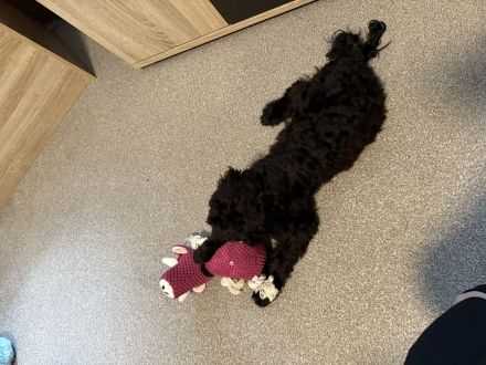 5 Monate alte Welpin