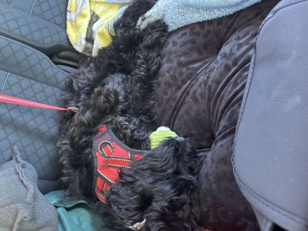 5 Monate alte Welpin