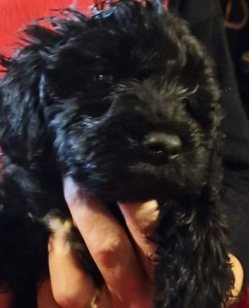 5 Monate alte Welpin