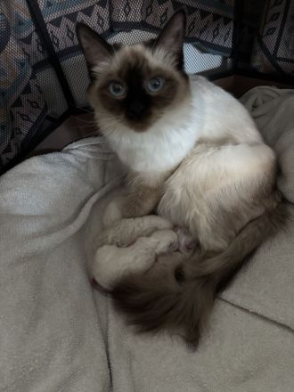 Balinese Kätzchen suchen ein neues Zuhause