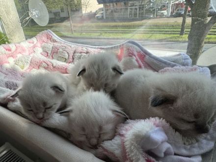 Balinese Kätzchen suchen ein neues Zuhause