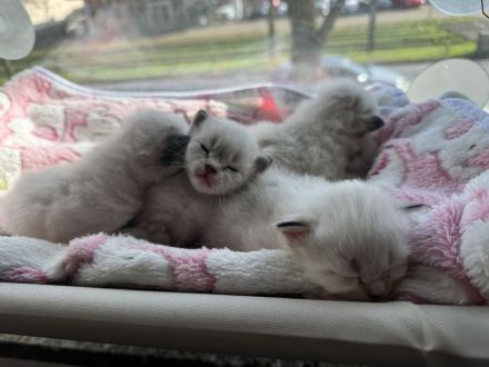 Balinese Kätzchen suchen ein neues Zuhause