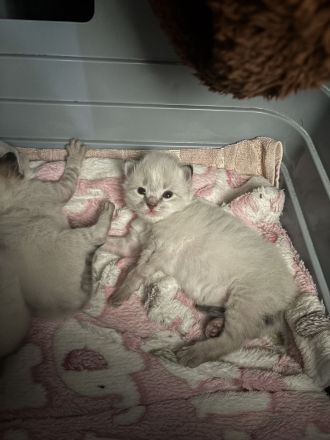 Balinese Kätzchen suchen ein neues Zuhause