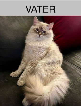 Balinese Kätzchen suchen ein neues Zuhause