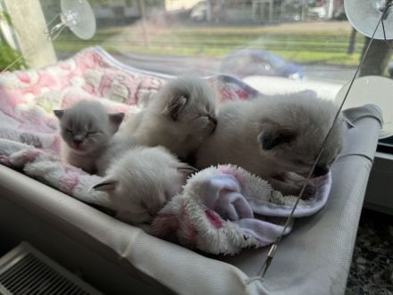 Balinese Kätzchen suchen ein neues Zuhause