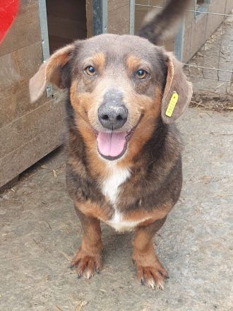 Ivo, der sehr menschenbezogenen und verschmusten Freund fürs Leben, 2 Jahre, 42 cm
