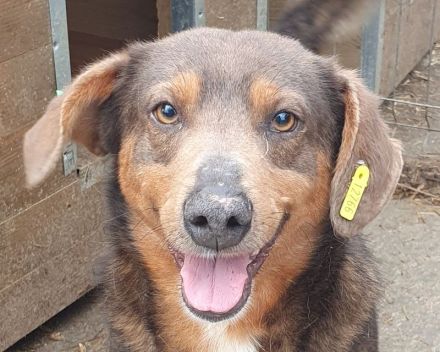 Ivo, der sehr menschenbezogenen und verschmusten Freund fürs Leben, 2 Jahre, 42 cm