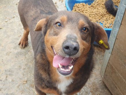 Ivo, der sehr menschenbezogenen und verschmusten Freund fürs Leben, 2 Jahre, 42 cm