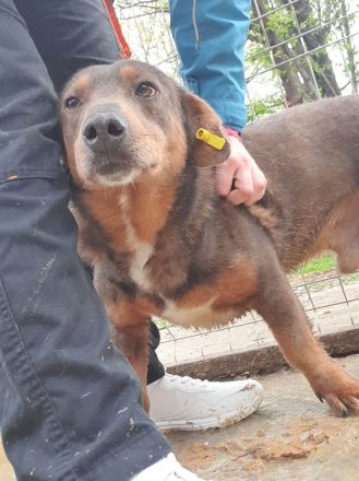 Ivo, der sehr menschenbezogenen und verschmusten Freund fürs Leben, 2 Jahre, 42 cm