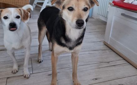 Wer gibt Pebbles eine zweite Chance?