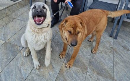 Aktives Zuhause für Energiebündel Spencer