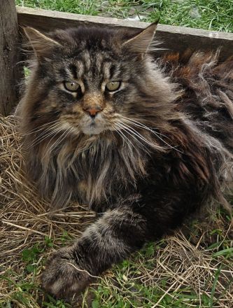 Maine Coon Kitten reinrassig mit Stammbaum seltene Linie