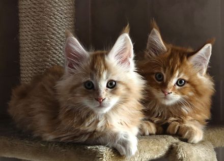 Maine Coon Kitten reinrassig mit Stammbaum seltene Linie