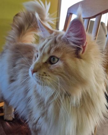 Maine Coon Kitten reinrassig mit Stammbaum seltene Linie